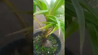 PECAH DAUN | #KelapaGadingSusu | #Short