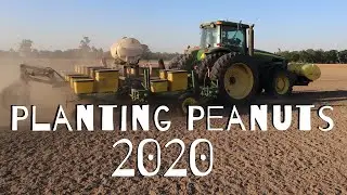 Planting Peanuts in Florida