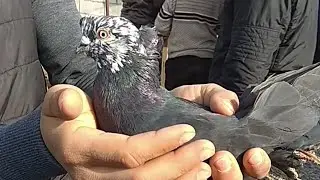 kabutarim javob bir istalba o'yneydi torganda 5,6 ta o'yneydi