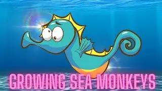 Can we grow sea monkey's?