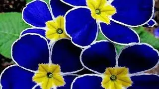 Top 10 most beautiful flowers