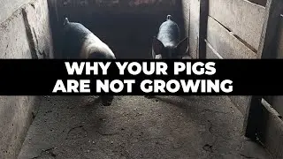 Why Your Pigs Are Not Growing