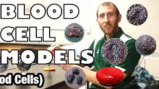 Из каких клеток состоит кровь? (Субтитры) - Университет Огайо - Анатомия и физиология - BIOS 1310