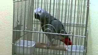 ببغاء افريقي يصلي ويستغفر الله بصوت صافي 0500878602