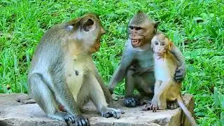 ELPIDA daily life| Alberto Angry all monkey that want to hit or take ELPIDA from him