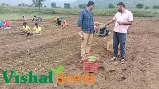 Vishal Export Transplanting # Devala #