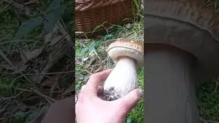 Hr&iacute;b smrekov&yacute;.Funghi porcini #fungi #huby #hriby #houby #funghi #grzyby #grzybobranie #dubaky
