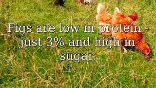 Can chickens eat figs and how many.