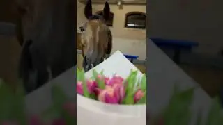 Maks & Vigo sharing spring flowers💕💕💕 #dressage #horses #passage #song #london #cover #music #ho
