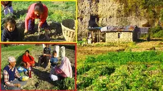 Rural Life of farmer woman || Nepali Daily life || Daily mountain life
