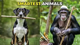 Top 10 Smartest Animals In The World - Prepare to Be Amazed!