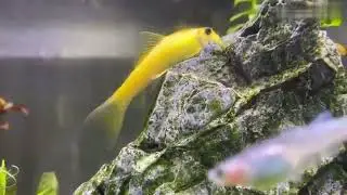 Китайский водорослеед (Gyrinocheilus aymonieri)
