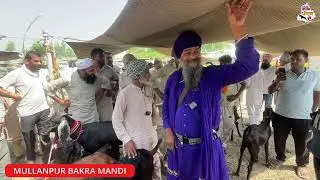 10 ਬੱਕਰੀਆਂ ਦੇ ਬੱਚਿਆਂ ਦਾ ਸੌਦਾ | Mullanpur Bakra Mandi #goatfarming