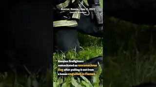 #Russian firefighters #resuscitate unconscious #dog trapped in house #fire