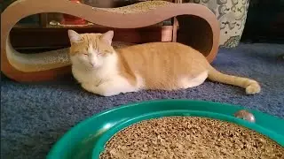Peaches the Cat - Lounging Around 