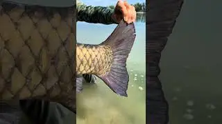 Unbelievable Giant Fish Caught in the USA  #FloridaFishing #BigCatch #MonsterFish #FishingUSA