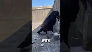 Crows: Masters of Adaptation, Architects of Intelligence 🧠