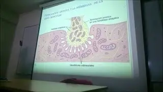 Anatom&iacute;a y Fisiolog&iacute;a del Tejido Muscular Esquel&eacute;tico Pt1