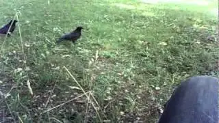Unter Kr&auml;hen / under crows