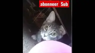 Grappig dier video          Sub ❤️