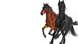 Lil Nas X feat. Billy Ray Cyrus - Old Town Road Remix (Lyrics)