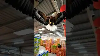 Burung elang limau baby #memecringe #food #beritaterkini #shortvideo