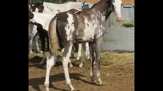 2014 Thrillers Razzle Dazzle TWHBEA SSHBEA Sabino Filly - FOR SALE