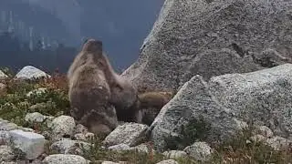 Marmot Battle