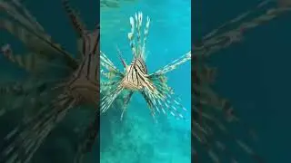 The Lion Fish