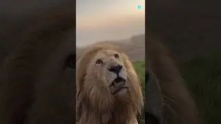 sher ki taklif 🐯vs🦁#sorts #viral #funny @mr Rahman