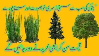 Cheep plants patoki | Nursery Farm in Pattoki || All variety of imported plants || wholesale rate