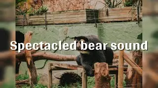 Spectacled bear sound