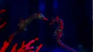 Shiho's seahorse