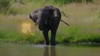 Seismic Secrets: How Elephants Communicate Through the Ground