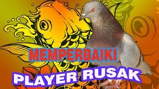 MERPATI LOVERS - CARA MEMPERBAIKI PLAYER MERPATI YANG RUSAK