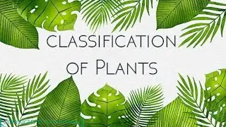 Classification of Plants |Part 5|CLASS 9|Science|Phanerogams | Gymnosperm