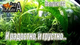 Новости: хорошие и плохие (Аква Хижина, выпуск 144)