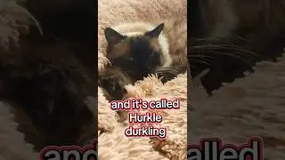 Хёркл Дёрклинг?!.... #кошачьимемы #тряпичнаякукла #смешно