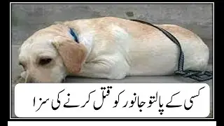 Pakistan Penal Code Section 429 | Animal Harm Punishment