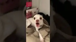 мои чихуахуа разговаривают друг с другом🤣🤣