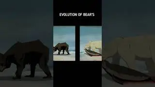 Evolution of Bears