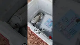 Fishing qatar🇶🇦 #viral #shortvideos #shorts #fishing