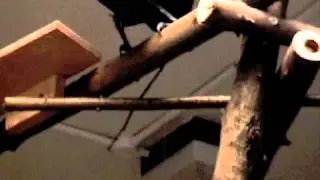 Science Sessions: The New Caledonian Crow