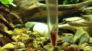 Feeding young sculpin.
