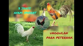 3 JENIS AYAM IMPORT YANG PALING DIMINATI!!! PETERNAK WAJIB PUNYA!!!