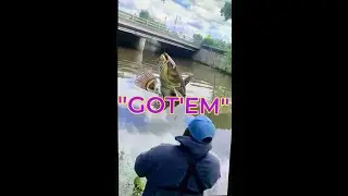 Посмотрите, как этот окунь выпрыгивает из воды. #contentcreator #fish #fish