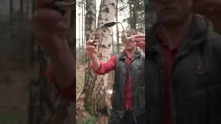 THAT'S HOW You should get the BIRCH SAP 🌳