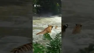 Tiger Cub Falls Into River, Brave Mother Jumps In to Save It! #tiger #saved #wildlife #animals