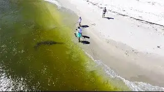 Giant RARE Fish Landed From The Beach