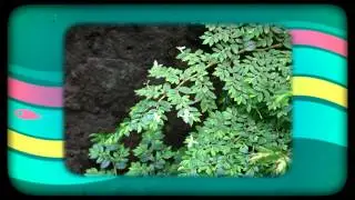 Бегония многолистная (Begonia foliosa)